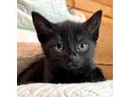 Adopt KITTEN DAME DOROTHY a Domestic Shorthair / Mixed cat in Franklin