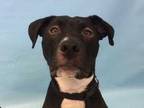 Adopt Marley a Black American Pit Bull Terrier / Mixed dog in Woodbury