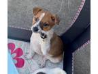 Adopt Donovan a White - with Tan, Yellow or Fawn Toy Fox Terrier / Jack Russell