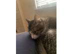 Adopt Mia a Gray or Blue American Wirehair / Mixed (medium coat) cat in