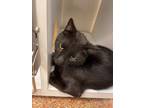 Adopt Bart a Domestic Shorthair / Mixed (short coat) cat in Brownwood