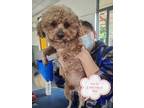 Adopt Yin Di a Red/Golden/Orange/Chestnut Poodle (Miniature) / Mixed dog in