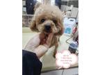 Adopt Bo Di a Brown/Chocolate Poodle (Toy or Tea Cup) / Mixed dog in Surrey