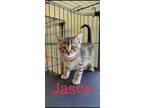 Adopt Jason a Oriental / Mixed (short coat) cat in Grove, OK (34659963)