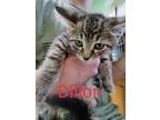 Adopt Dillon a Oriental / Mixed (short coat) cat in Grove, OK (34659960)