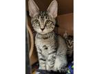 Adopt Tosca a Brown Tabby Domestic Shorthair / Mixed cat in Anoka, MN (34655523)