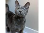Adopt Isabella a Gray or Blue Domestic Shorthair / Mixed cat in Gibsonia