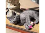 Adopt Jekyll a Gray or Blue Russian Blue / Mixed cat in Huntsville