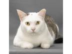 Adopt Pippin a White Domestic Shorthair / Mixed cat in Franklin, TN (34659164)