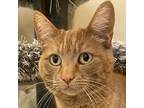 Adopt Layla a Orange or Red Tabby Domestic Shorthair (short coat) cat in Walnut