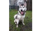 Adopt Cyber a Alaskan Malamute / Mixed dog in Abbotsford, BC (34658729)
