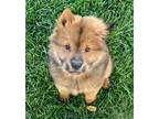 Adopt Ollie a Red/Golden/Orange/Chestnut - with Black Chow Chow / Mixed dog in