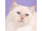 Adopt Sully a Persian / Mixed cat in Vancouver, BC (34658710)