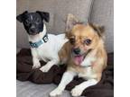 Adopt Jazz and Jinx a Black - with White Jack Russell Terrier / Corgi / Mixed