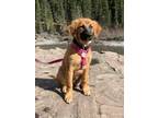 Adopt Caramel a Brown/Chocolate Boxer / Great Pyrenees / Mixed dog in Spruce