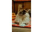 Adopt Rosie a Brown or Chocolate (Mostly) Himalayan (long coat) cat in Dayton