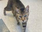 Adopt ABEL a Brown Tabby Domestic Shorthair / Mixed (short coat) cat in
