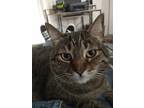 Adopt Molly a Brown Tabby American Shorthair / Mixed (short coat) cat in La