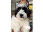 Adopt Yu Wa a Black - with White Tibetan Terrier / Havanese dog in Surrey
