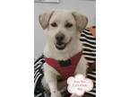 Adopt Xiao Bai a White Beagle / Labrador Retriever dog in Surrey, BC (34656134)