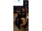 Adopt Jazz a Tortoiseshell Domestic Shorthair / Mixed (short coat) cat in