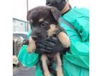 Adopt Alaska pup 5 a Black German Shepherd Dog / Mixed dog in Edinburg