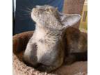 Adopt Molly a Gray or Blue Domestic Shorthair / Mixed cat in Harrisonburg