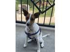 Adopt Bandit a Brown/Chocolate - with White Jack Russell Terrier / Anatolian