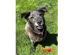Adopt PAYNE a Black Labrador Retriever / Mixed dog in Aliquippa, PA (34657293)