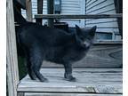Adopt Gracie a Gray or Blue Russian Blue / Mixed (short coat) cat in Lincoln