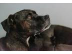 Adopt Matilda a Labrador Retriever / Mixed dog in Comox, BC (34657230)