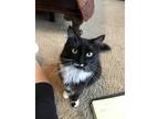 Adopt Stella a Black & White or Tuxedo Cymric / Mixed (medium coat) cat in The