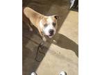 Adopt HADES a Brown/Chocolate - with White American Staffordshire Terrier /