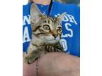 Adopt TOSH a Brown Tabby Domestic Shorthair / Mixed (short coat) cat in