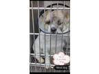 Adopt Xia Zi a White Bichon Frise / Border Terrier dog in Surrey, BC (34656131)