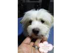Adopt Bai Zi a White Bichon Frise / Havanese dog in Surrey, BC (34656130)