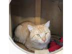 Adopt Ozzy a Orange or Red Domestic Shorthair / Mixed cat in Delaware