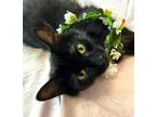 Adopt LUCY a All Black Domestic Mediumhair / Mixed (medium coat) cat in