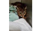 Adopt Isra a Brown or Chocolate Domestic Shorthair / Domestic Shorthair / Mixed