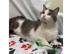 Adopt Tom a Gray or Blue Domestic Shorthair / Mixed cat in Novelty