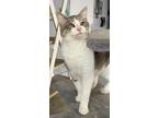 Adopt Koda a Gray or Blue Domestic Shorthair / Domestic Shorthair / Mixed cat in