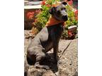 Adopt Fiona a Black - with Gray or Silver American Staffordshire Terrier / Mixed