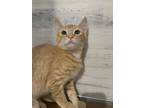 Adopt Freddy a Orange or Red Domestic Shorthair / Domestic Shorthair / Mixed cat
