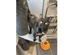 Adopt Neo a All Black Domestic Shorthair / Domestic Shorthair / Mixed cat in