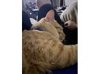 Adopt Simba a Orange or Red Tabby Domestic Shorthair / Mixed (short coat) cat in