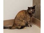Adopt Hazel a All Black Domestic Shorthair / Domestic Shorthair / Mixed cat in