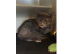Adopt Jo Jo a Gray or Blue Domestic Longhair / Domestic Shorthair / Mixed cat in