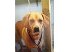 Adopt Ivy a Tan/Yellow/Fawn Beagle / Mixed dog in Chester, SC (34654516)