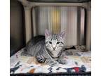Adopt ENZO a Gray, Blue or Silver Tabby Domestic Shorthair / Mixed (short coat)