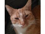Adopt Poppy a Orange or Red Tabby Domestic Mediumhair / Mixed (medium coat) cat